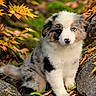 animal, autumn, blue_eye, closeup, colorful, curious, cute, dog, fall, forest, fur, leaves, nature, outdoor, pet, portrait, puppy, rocks, sitting, young_animal