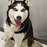 Olia a rejoint le concours — aidez-le/la à gagner de superbes lots ! dog, siberian_husky, blue_eyes, tongue_out, sitting, indoor, pet, canine, fur, black_and_white, happy, animal, domestic_animal, companion, portrait, looking_at_camera, close_up, floor, tail, ears