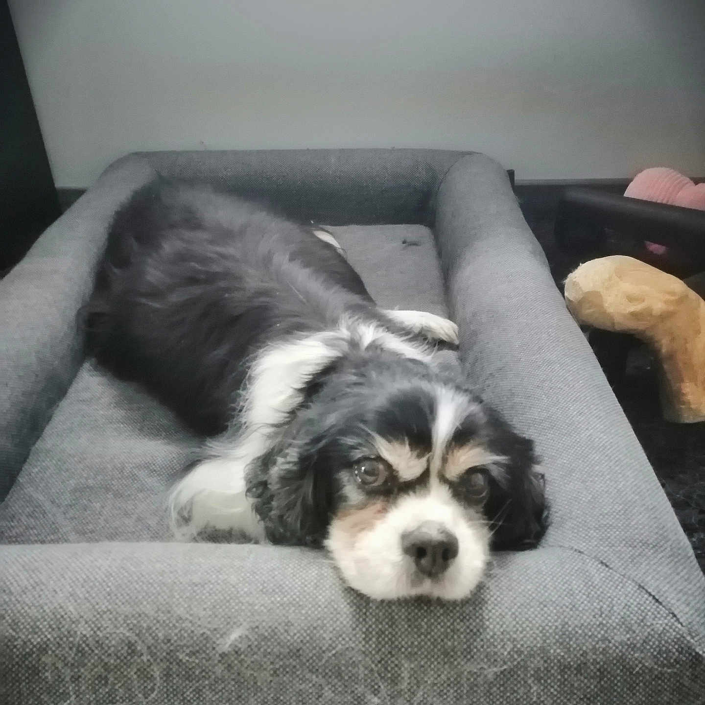 Nala