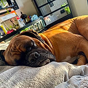 Tank is registered to the contest to win money with this photo: dog, sleeping, brown, blanket, indoor, pet, cozy, resting, sunlight, soft_texture, closeup, comfort, fur, animal, relaxation, napping, home, bed, quiet, peaceful