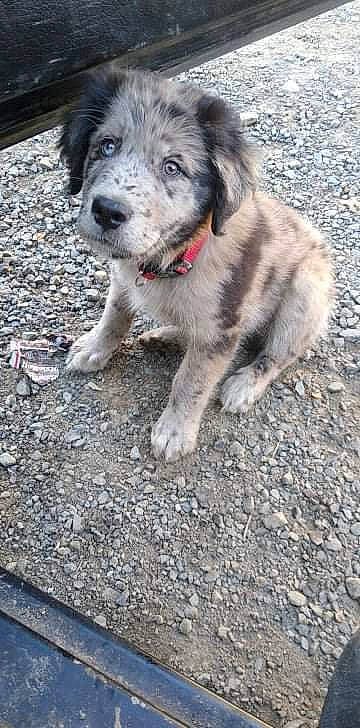 Moose is registered to the contest to win money with this photo: carnivore, companion_dog, dog, dog_breed, road_surface, soil, sporting_group, terrestrial_animal, whiskers, working_animal, working_dog