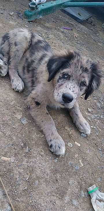 Moose joined the competition — help win amazing prizes! ancient_dog_breeds, canidae, carnivore, companion_dog, dog, dog_breed, eye, foot, fur, soil, sporting_group, street_dog, terrestrial_animal, working_animal, working_dog