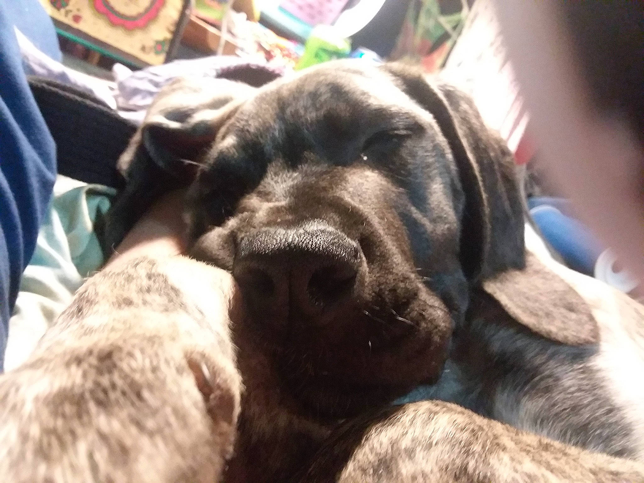 Dana joined the competition — help win amazing prizes! borador, carnivore, comfort, companion_dog, dog, dog_breed, fur, giant_dog_breed, guard_dog, gun_dog, hunting_dog, non_sporting_group, plant, selfie, snout, sporting_group, terrestrial_animal, whiskers, working_animal, working_dog