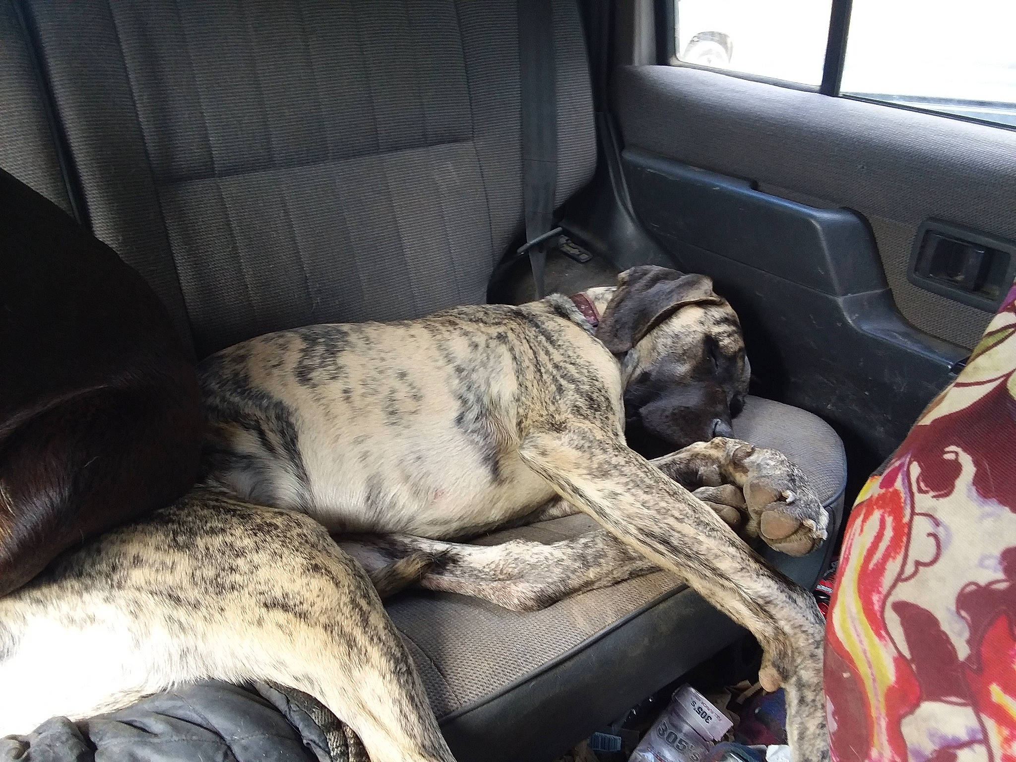 Dana is registered to the contest to win money with this photo: auto_part, automotive_exterior, canidae, car, car_seat, car_seat_cover, carnivore, comfort, companion_dog, dog, dog_breed, family_car, fawn, motor_vehicle, snout, sporting_group, trunk, vehicle, vehicle_door, window