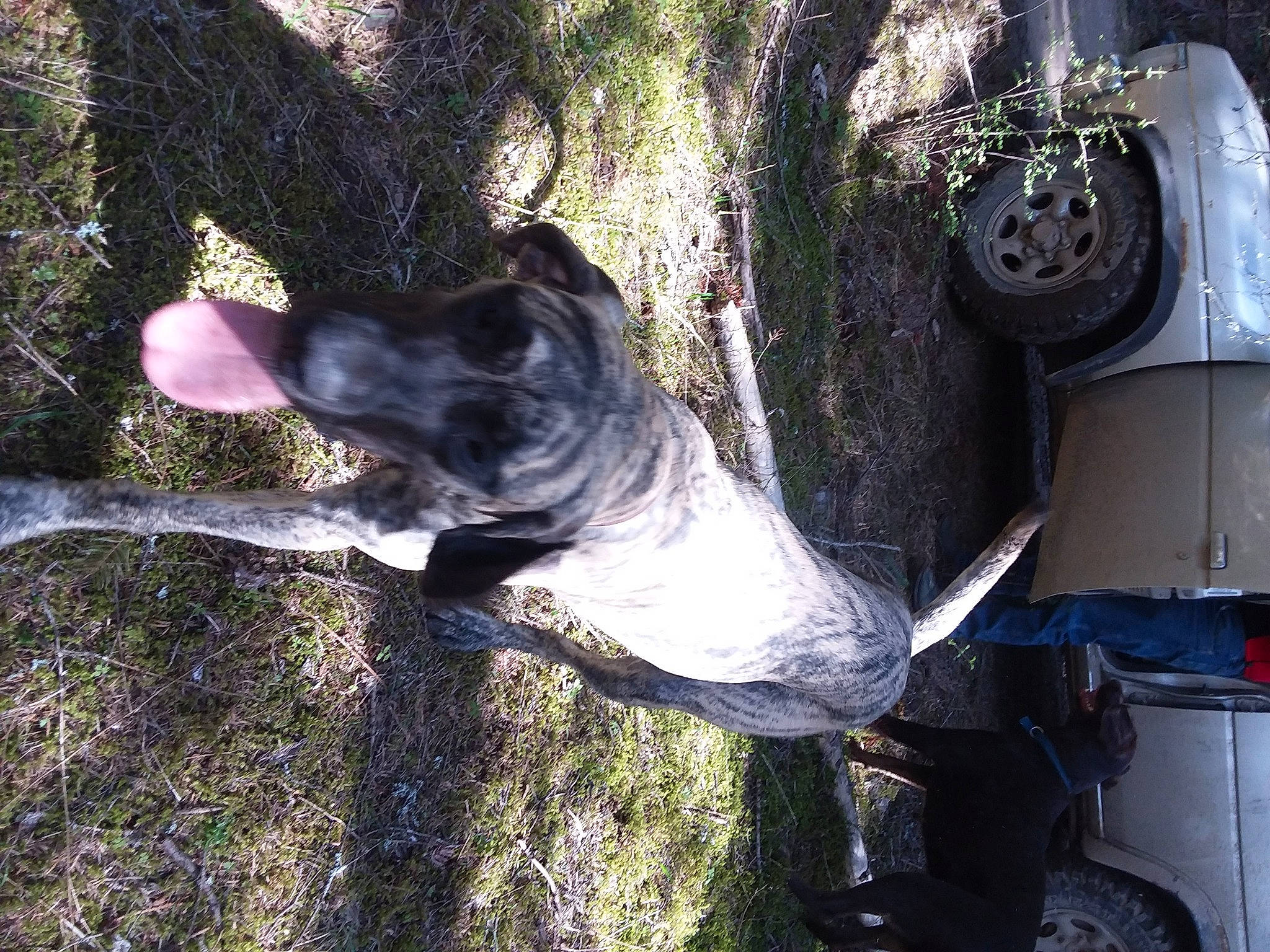 Dana joined the competition — help win amazing prizes! automotive_tire, bumper, carnivore, collar, companion_dog, dog, dog_breed, dog_collar, fawn, gas, grass, guard_dog, plant, snout, sporting_group, tail, tree, trunk, working_animal, working_dog