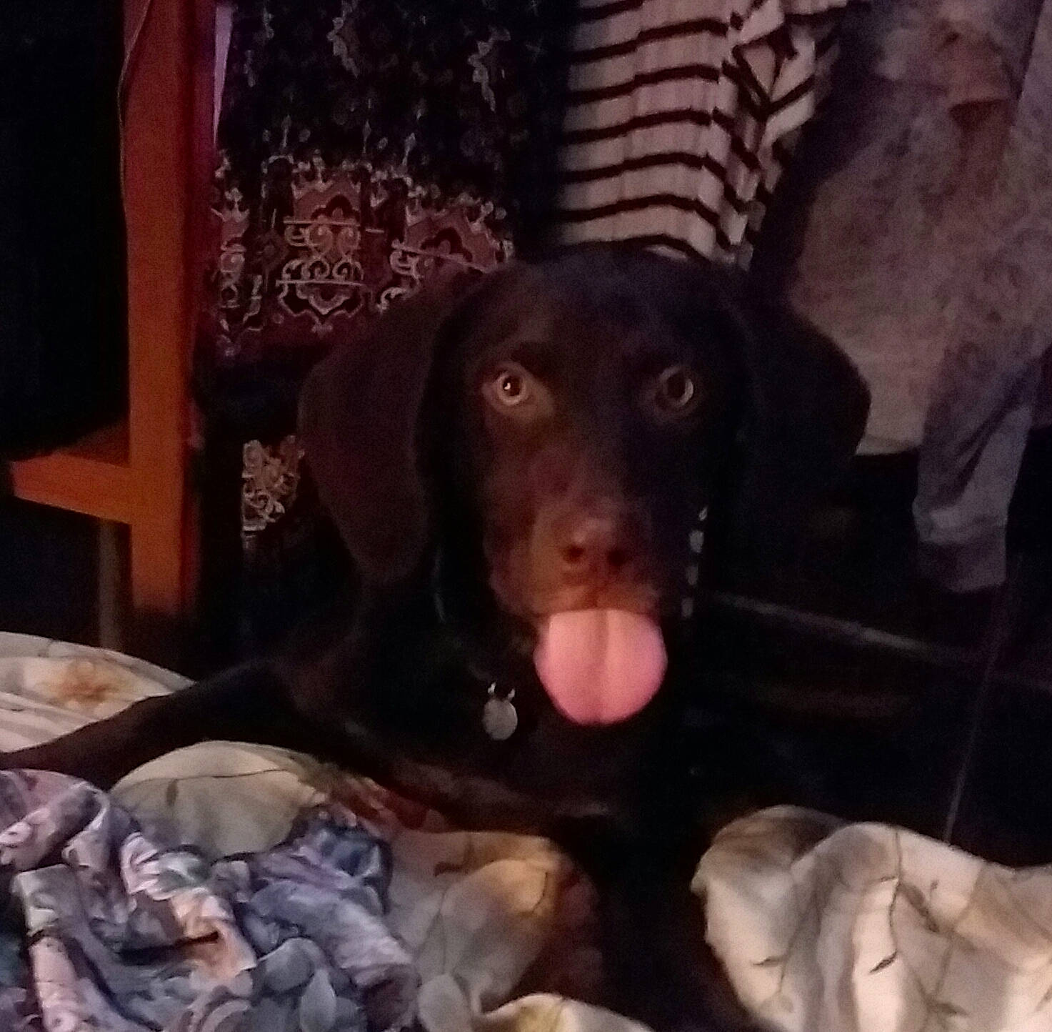 Luna joined the competition — help win amazing prizes! borador, canidae, carnivore, comfort, companion_dog, dog, dog_breed, fawn, fur, guard_dog, gun_dog, liver, metal, night, puppy, puppy_love, snout, sporting_group, wood, working_animal