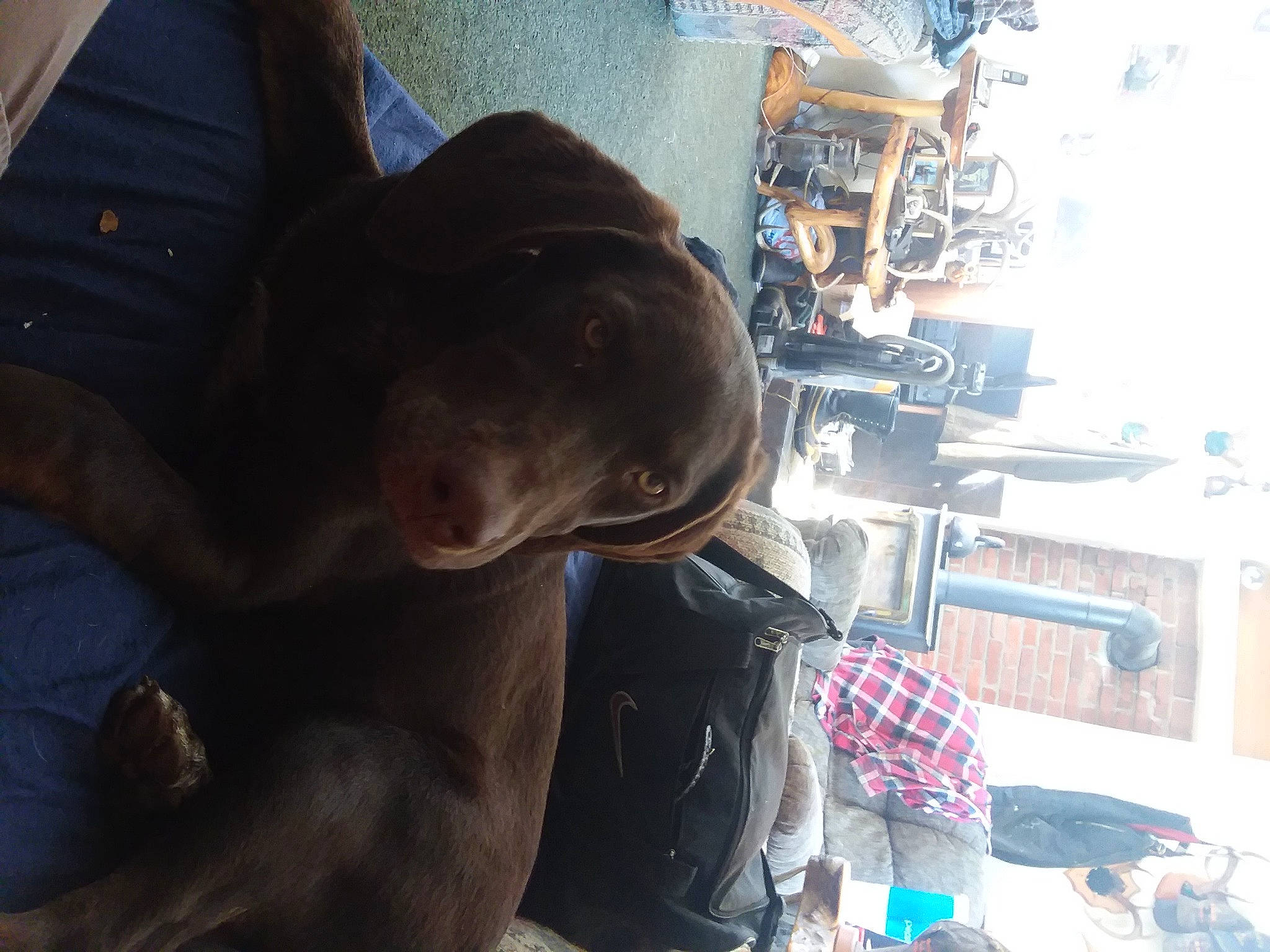 Luna joined the competition — help win amazing prizes! canidae, carnivore, collar, comfort, companion_dog, dog, dog_breed, fashion_accessory, fawn, fun, fur, guard_dog, hat, liver, machine, non_sporting_group, personal_protective_equipment, snout, sporting_group, working_animal