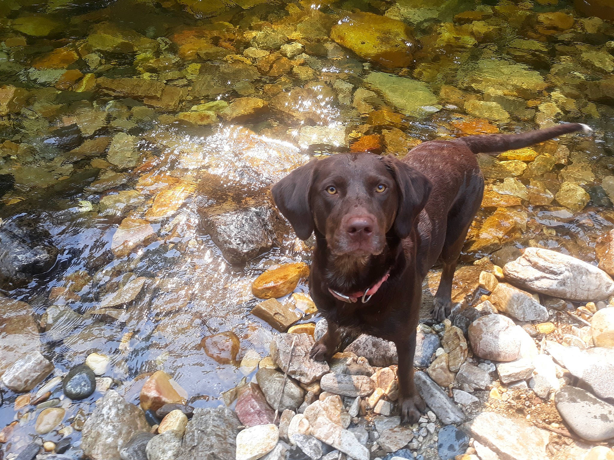 Luna joined the competition — help win amazing prizes! borador, canidae, carnivore, dog, dog_breed, dog_collar, fawn, gun_dog, labrador_retriever, liver, retriever, road_surface, rock, snout, soil, sporting_group, tail, terrestrial_animal, water, working_animal