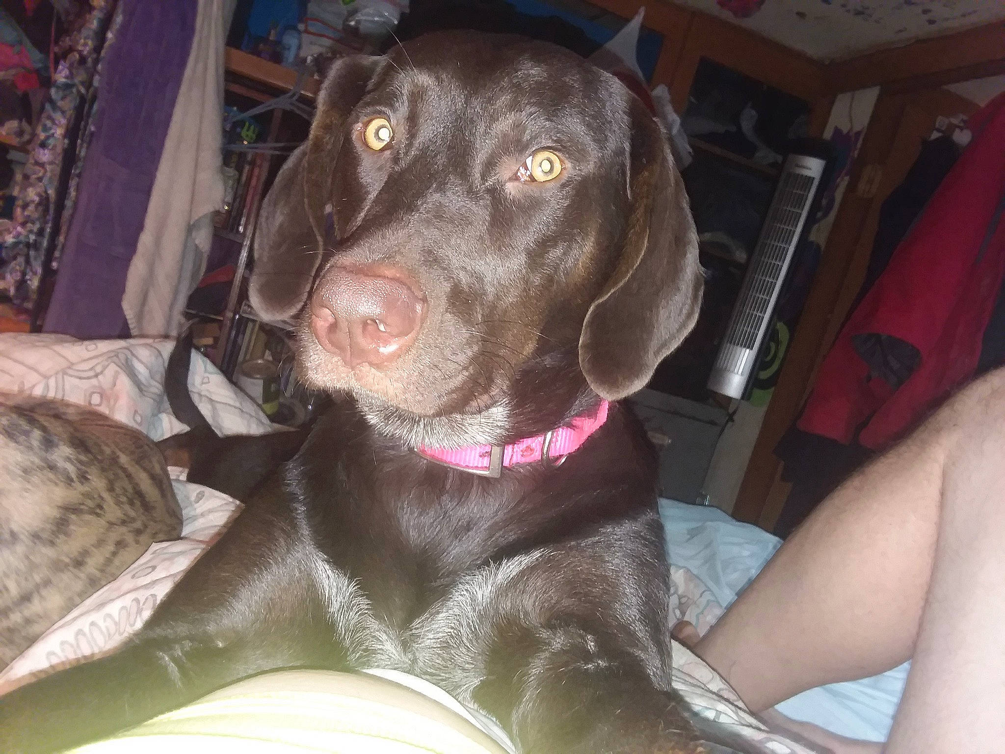 Luna is registered to the contest to win money with this photo: borador, braque_francais, canidae, carnivore, collar, comfort, companion_dog, dog, dog_breed, dog_collar, fawn, fur, gun_dog, liver, non_sporting_group, pointing_breed, snout, sporting_group, whiskers, working_animal