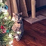 cat, christmas_tree, holiday, lights, ornaments, wooden_floor, curtains, scratching_post, indoor, pet, feline, decorations, festive, cozy, animal, home, tree_lights, curious, sitting, domestic
