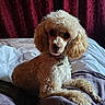 Noisette a rejoint le concours — aidez-le/la à gagner de superbes lots ! animal, bed, bedroom, canine, cockerspaniel, couch, cushion, dog, furniture, homedecor, indoors, pet, poodle, puppy, room, terrier, whitedog