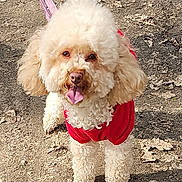 Noisette a rejoint le concours — aidez-le/la à gagner de superbes lots ! dog, poodle, curly_fur, red_sweater, leash, outdoor, dirt_path, dry_leaves, pet, happy, tongue_out, walking, animal, canine, fluffy, small_dog, sunlight, nature, cute, standing