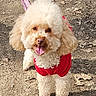 dog, poodle, curly_fur, red_sweater, leash, outdoor, dirt_path, dry_leaves, pet, happy, tongue_out, walking, animal, canine, fluffy, small_dog, sunlight, nature, cute, standing