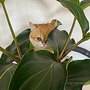 Mimou a rejoint le concours — aidez-le/la à gagner de superbes lots ! cat, kitten, plant, leaves, greenery, indoor, curious, peeking, feline, orange_cat, houseplant, nature, cute, hiding, pet, small, eye, whiskers, stem, background
