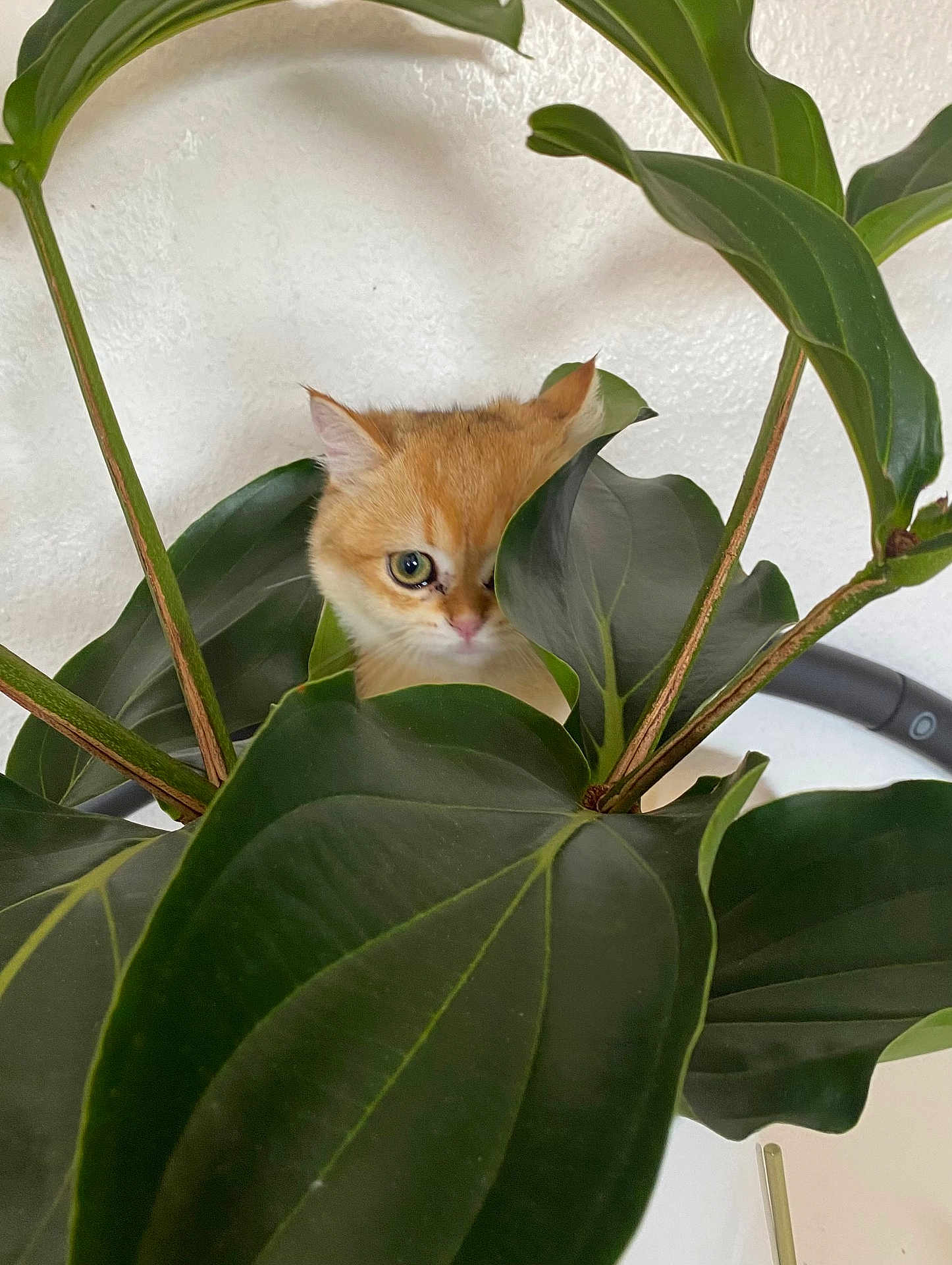 Mimou