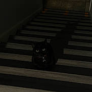 Salem joined the competition — help win amazing prizes! black_cat, cat, stairs, shadow, dark, indoor, pet, animal, wooden_stairs, floor, quiet, mysterious, glowing_eyes, silhouette, collar, domestic_cat, night, home, feline, alone