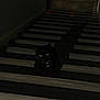 black_cat, cat, stairs, shadow, dark, indoor, pet, animal, wooden_stairs, floor, quiet, mysterious, glowing_eyes, silhouette, collar, domestic_cat, night, home, feline, alone