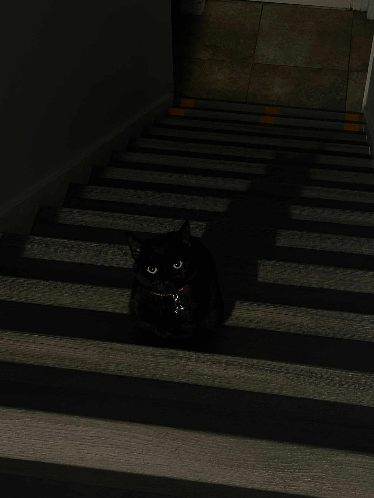 Salem joined the competition — help win amazing prizes! black_cat, cat, stairs, shadow, dark, indoor, pet, animal, wooden_stairs, floor, quiet, mysterious, glowing_eyes, silhouette, collar, domestic_cat, night, home, feline, alone
