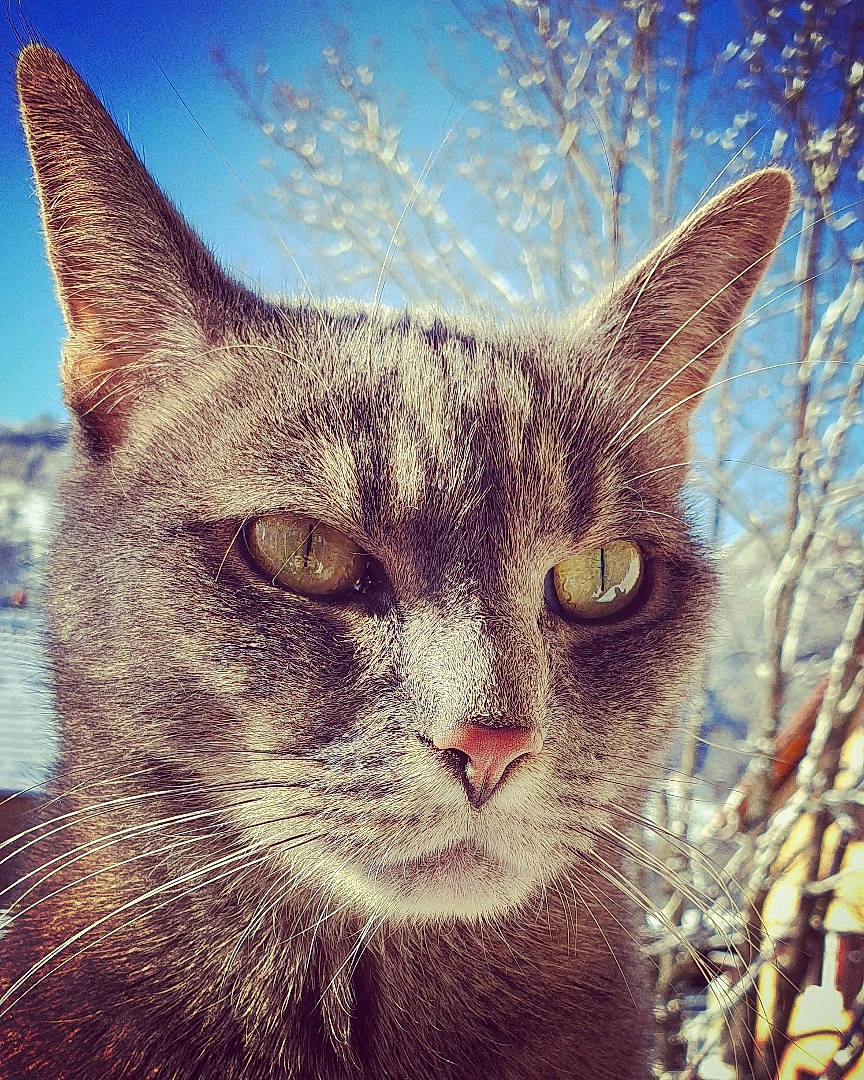 Flocon participe au concours pour gagner de l'argent avec cette photo : art, carnivore, cat, domestic_short_haired_cat, eye, felidae, fur, grass, head, paw, plant, sky, small_to_medium_sized_cats, snout, tail, terrestrial_animal, tree, whiskers, wildlife, window