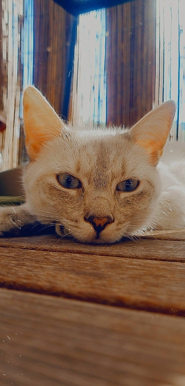 Saya participe au concours pour gagner de l'argent avec cette photo : carnivore, cat, cat_supply, collar, comfort, curtain, domestic_short_haired_cat, eye, fawn, felidae, fur, hardwood, head, paw, small_to_medium_sized_cats, snout, whiskers, window, wood