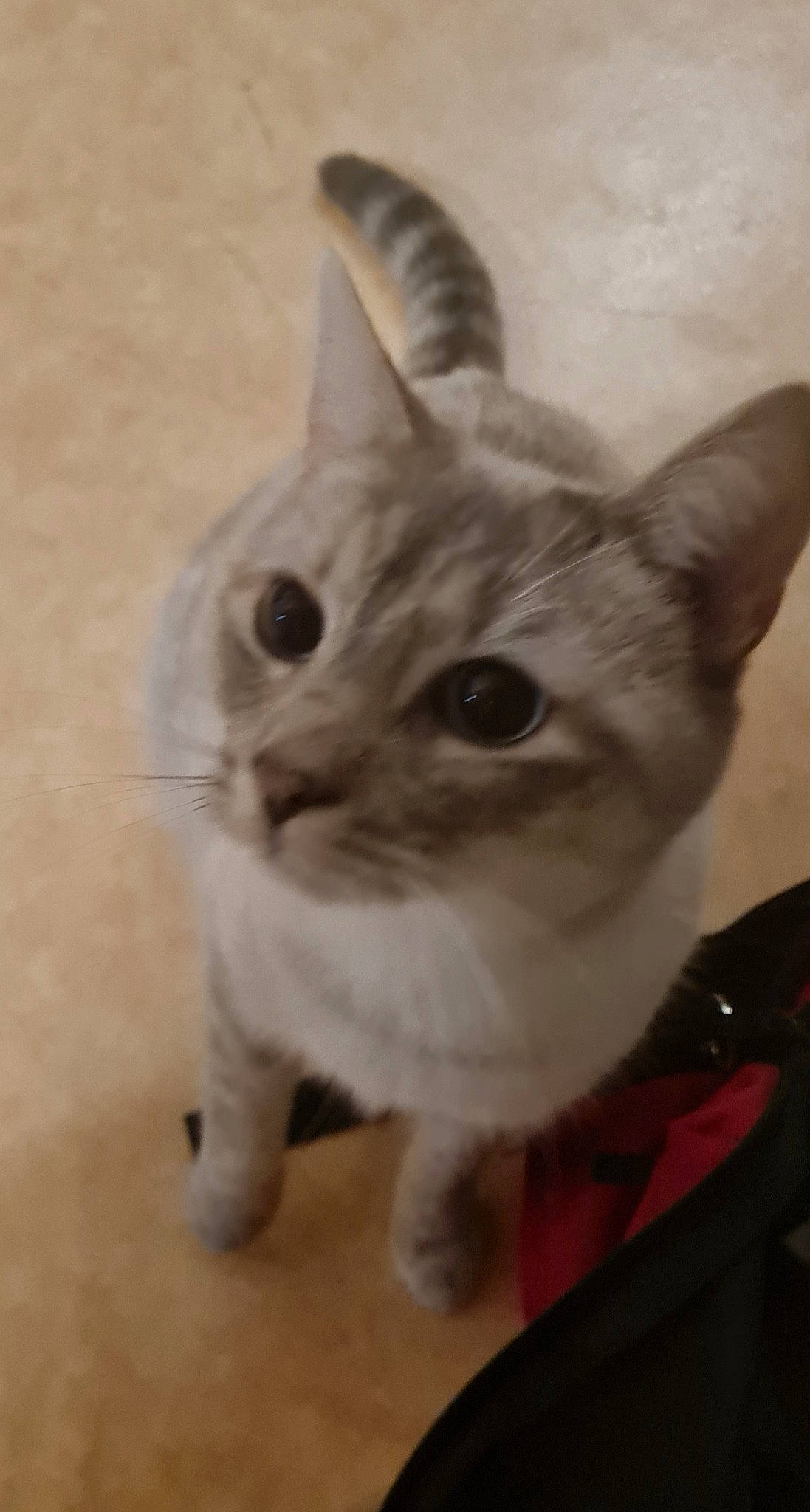 Saya a rejoint le concours — aidez-le/la à gagner de superbes lots ! art, carnivore, cat, domestic_short_haired_cat, felidae, fur, paw, small_to_medium_sized_cats, tail, whiskers, window