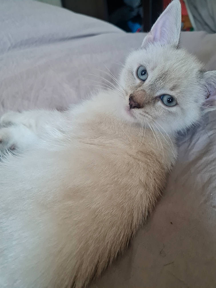 Saya participe au concours pour gagner de l'argent avec cette photo : carnivore, cat, claw, comfort, domestic_short_haired_cat, eye, fang, fawn, felidae, fur, head, iris, nap, paw, small_to_medium_sized_cats, snout, tail, terrestrial_animal, whiskers