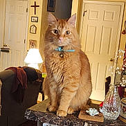 Murtagh joined the competition — help win amazing prizes! cat, orange_tabby, collar, bell, countertop, lamp, vase, flower, home_interior, door, wall_decor, furniture, cozy, indoor, pet, sitting, fur, whiskers, tabletop, household