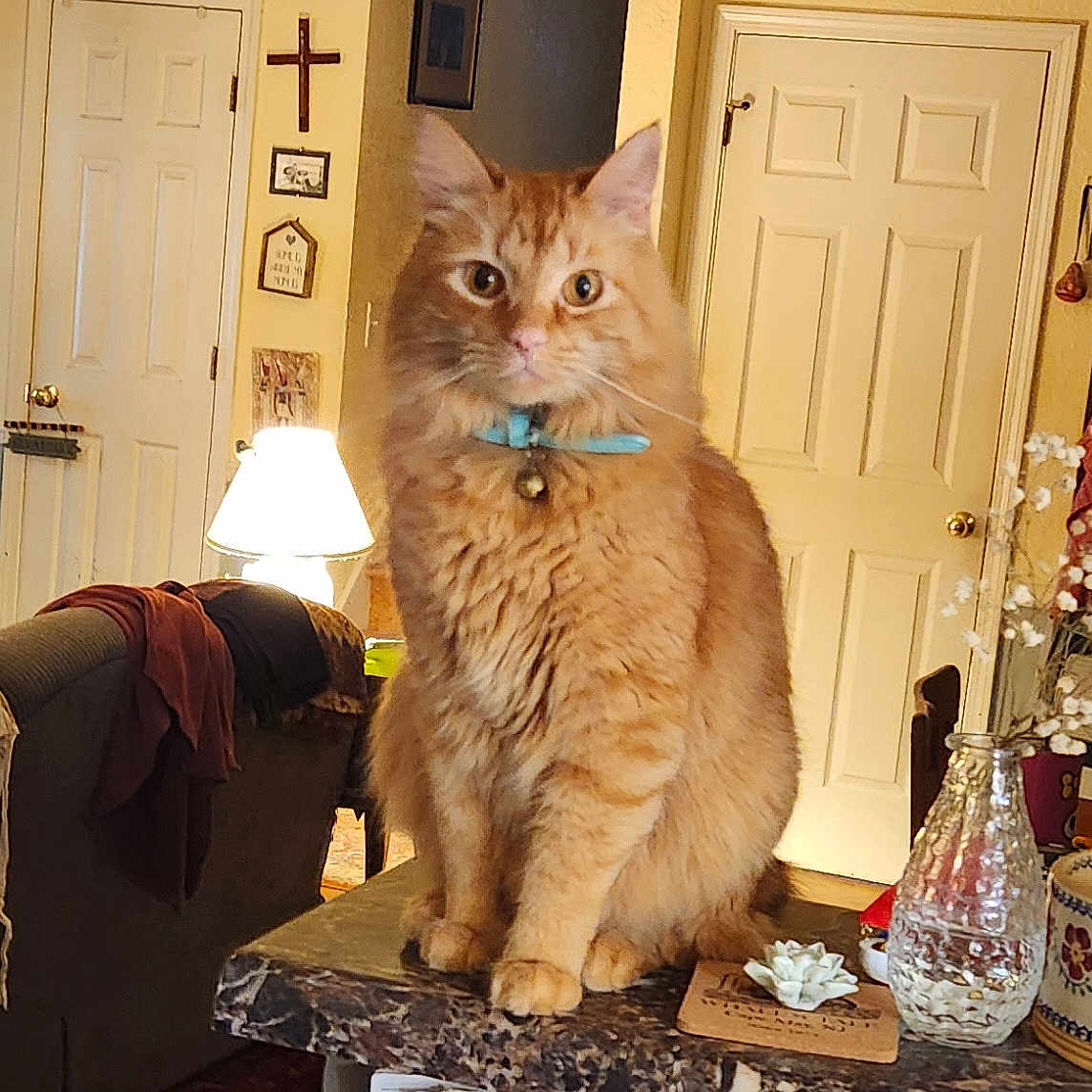 Murtagh joined the competition — help win amazing prizes! bell, cat, collar, countertop, cozy, door, flower, fur, furniture, home_interior, household, indoor, lamp, orange_tabby, pet, sitting, tabletop, vase, wall_decor, whiskers