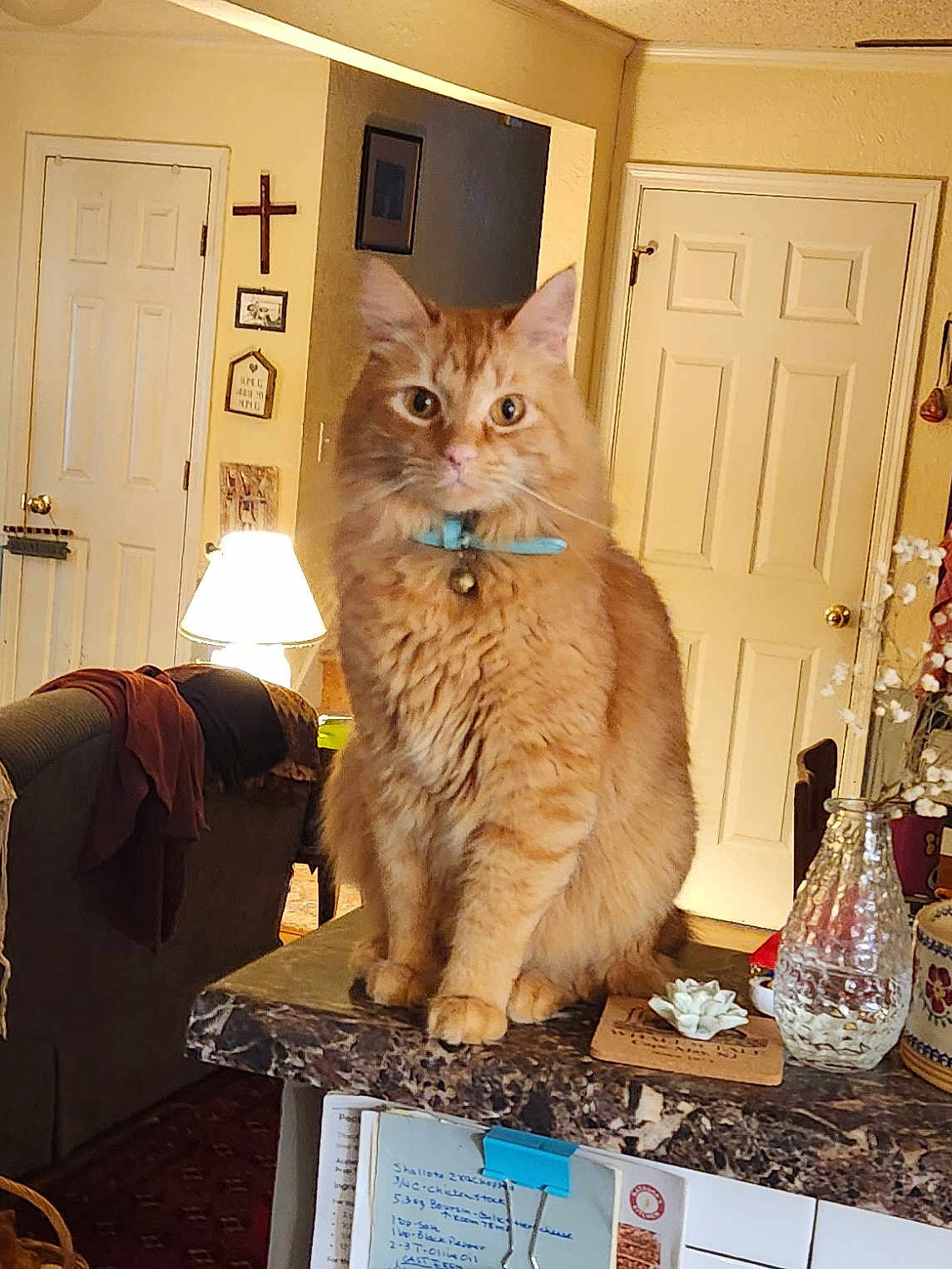Murtagh joined the competition — help win amazing prizes! cat, orange_tabby, collar, bell, countertop, lamp, vase, flower, home_interior, door, wall_decor, furniture, cozy, indoor, pet, sitting, fur, whiskers, tabletop, household