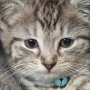 Stormey joined the competition — help win amazing prizes! kitten, cat, close_up, gray_tabby, fur, whiskers, blue_bell, collar, soft, knitted_blanket, cute, pet, animal, resting, young, indoor, face, ears, paw, cozy