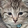 kitten, cat, close_up, gray_tabby, fur, whiskers, blue_bell, collar, soft, knitted_blanket, cute, pet, animal, resting, young, indoor, face, ears, paw, cozy