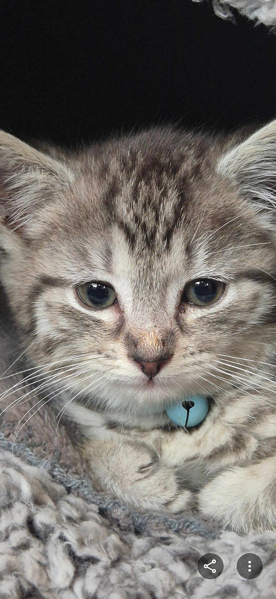 Stormey joined the competition — help win amazing prizes! kitten, cat, close_up, gray_tabby, fur, whiskers, blue_bell, collar, soft, knitted_blanket, cute, pet, animal, resting, young, indoor, face, ears, paw, cozy