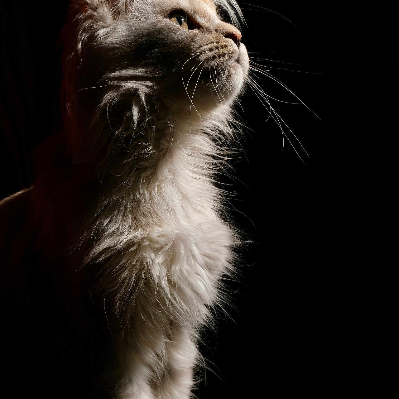 Athéna participe au concours pour gagner de l'argent avec cette photo : animal, cat, close_up, dark_background, domestic_cat, dramatic_lighting, elegant, feline, fluffy, fur, looking_up, majestic, mammal, pet, portrait, profile, side_view, sitting, soft_light, whiskers