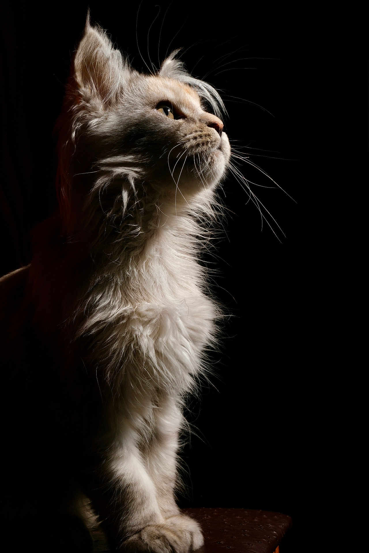 Athéna participe au concours pour gagner de l'argent avec cette photo : cat, fluffy, whiskers, profile, portrait, animal, pet, feline, fur, side_view, looking_up, dark_background, dramatic_lighting, close_up, domestic_cat, mammal, sitting, majestic, elegant, soft_light