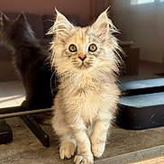 Athéna a rejoint le concours — aidez-le/la à gagner de superbes lots ! kitten, cat, reflection, countertop, indoor, furry, curious, pet, animal, soft_light, window_light, small, cute, fluffy, domestic, mammal, young, portrait, feline, whiskers