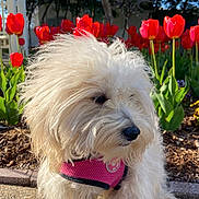 Sally is registered to the contest to win money with this photo: dog, white_dog, fluffy, pink_harness, leash, tulips, red_flowers, flower_bed, outdoor, sunlight, side_view, plants, green_leaves, tree, background, pavement, spring, nature, pet, garden