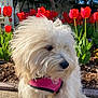 dog, white_dog, fluffy, pink_harness, leash, tulips, red_flowers, flower_bed, outdoor, sunlight, side_view, plants, green_leaves, tree, background, pavement, spring, nature, pet, garden