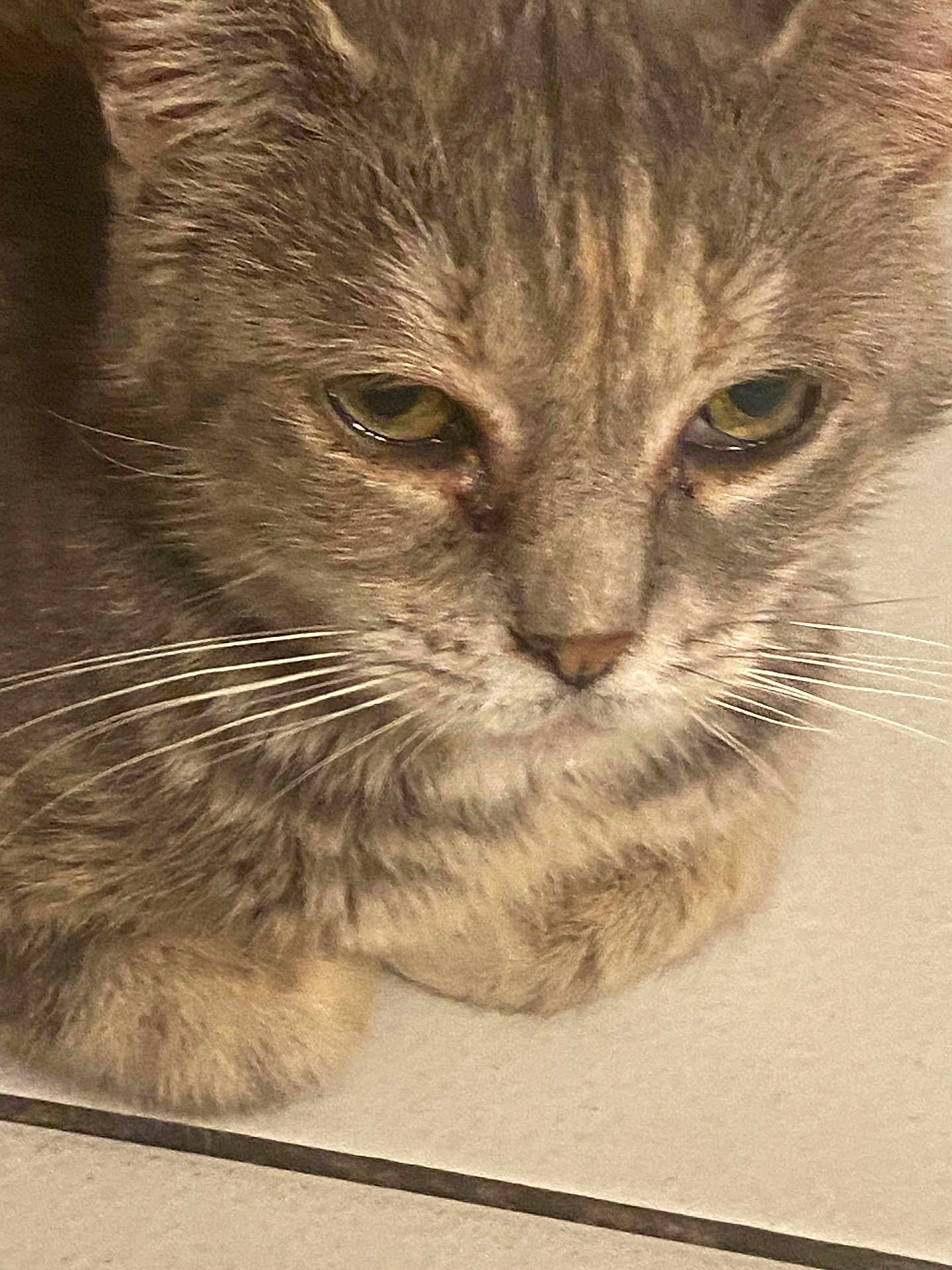 Topaze participe au concours pour gagner de l'argent avec cette photo : cat, tabby, close_up, whiskers, fur, floor, tile, resting, animal, pet, face, eyes, nose, paw, cute, domestic, sleepy, contemplative, indoor, feline