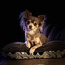 animal, brown_fur, chihuahua, close_up, cream_fur, cushion, dark_background, dog, dramatic_lighting, ears, eyes, indoors, long_hair, paws, pet, photography, portrait, sitting, small_dog, sofa