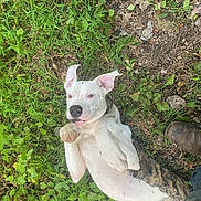 Bolt is registered to the contest to win money with this photo: dog, white_dog, brindle, grass, outdoor, playful, pet, animal, nature, paw, collar, leaf, ground, footwear, boot, paw_up, canine, friendly, relaxed, summer