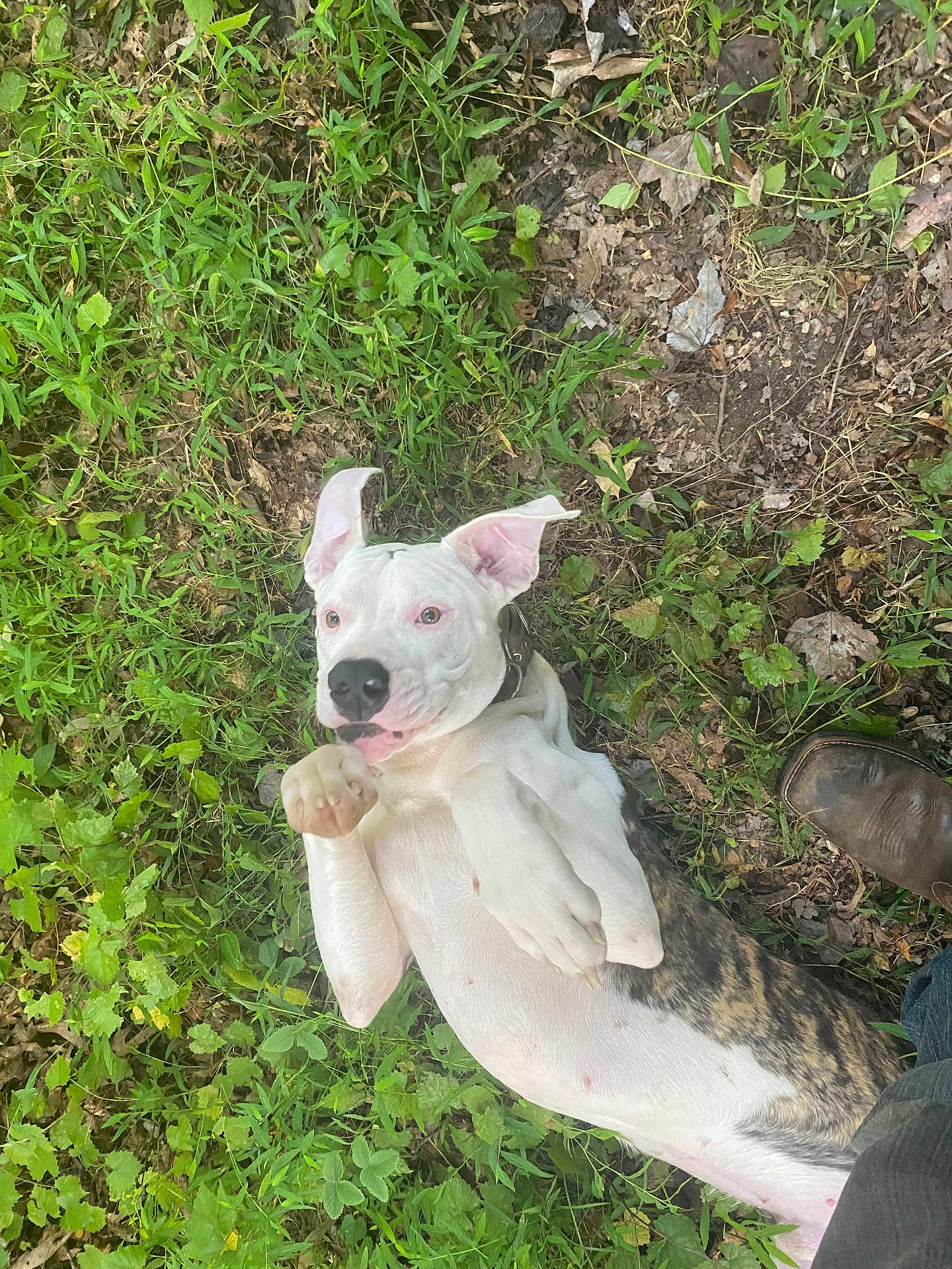 Bolt is registered to the contest to win money with this photo: dog, white_dog, brindle, grass, outdoor, playful, pet, animal, nature, paw, collar, leaf, ground, footwear, boot, paw_up, canine, friendly, relaxed, summer