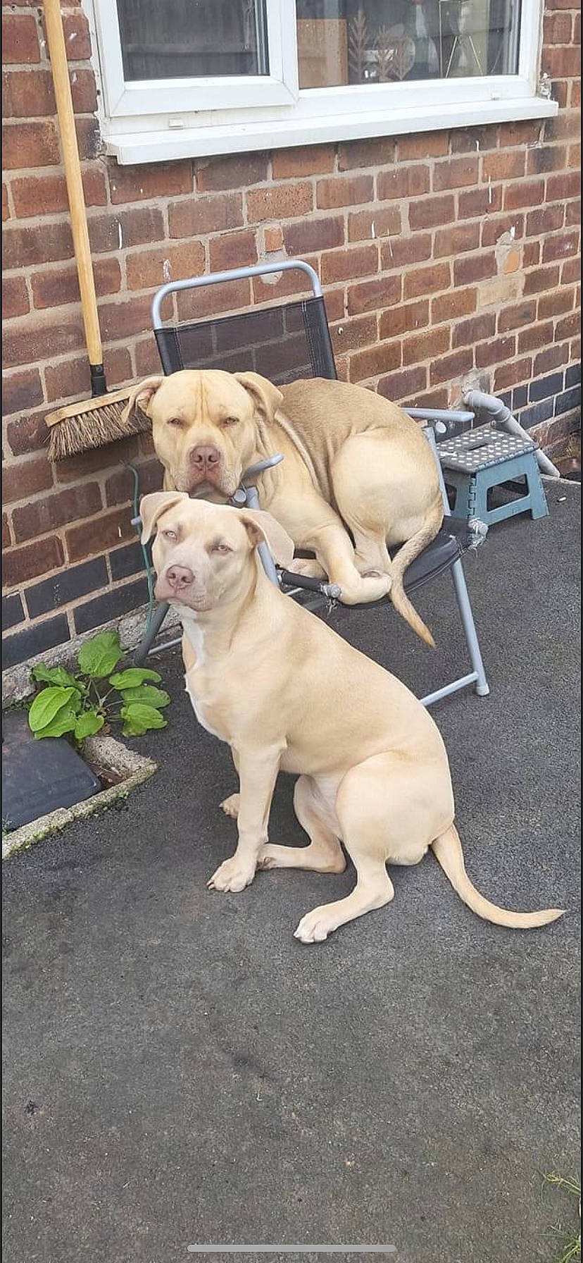 Blaze joined the competition — help win amazing prizes! brick, brickwork, carnivore, chair, collar, companion_dog, dog, dog_breed, dog_collar, dog_supply, fawn, grass, gun_dog, mortar, pet_supply, plant, snout, sporting_group, tail, working_animal