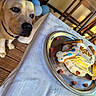 Milky a rejoint le concours — aidez-le/la à gagner de superbes lots ! dog, cake, dog_treats, table, tablecloth, silver_platter, indoor, wooden_floor, wooden_chairs, balloons, curious, pet, celebration, birthday_cake, dog_bone_cookie, heart_shaped_treats, close_up, food, animal, party