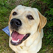 Milky participe au concours pour gagner de l'argent avec cette photo : dog, labrador, golden_retriever, pet, animal, smiling, tongue_out, outdoor, grass, greenery, nature, close_up, happy, canine, fur, muzzle, sitting, collar, tag, playful