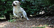 Milky a rejoint le concours — aidez-le/la à gagner de superbes lots ! dog, labrador, running, jumping, outdoor, forest, greenery, nature, animal, pet, active, energetic, earth, leaves, sunlight, canine, mammal, playful, young, motion