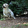 dog, labrador, running, jumping, outdoor, forest, greenery, nature, animal, pet, active, energetic, earth, leaves, sunlight, canine, mammal, playful, young, motion