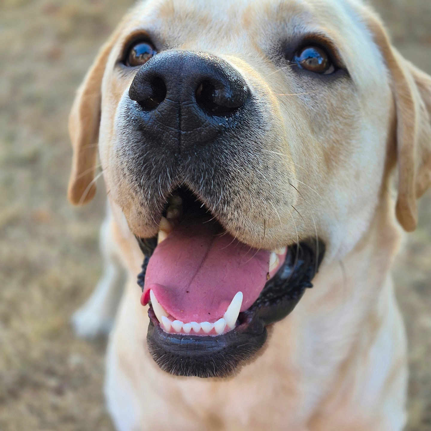 Milky a rejoint le concours — aidez-le/la à gagner de superbes lots ! dog, labrador, close_up, pet, animal, tongue_out, happy, smiling, outdoor, canine, friendly, nose, mouth, fur, ears, brown_eyes, portrait, daylight, nature, blurred_background