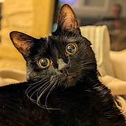 Nala participe au concours pour gagner de l'argent avec cette photo : cat, black_cat, close_up, whiskers, golden_eyes, indoor, pet, feline, curious, animal, portrait, soft_background, domestic_cat, mammal, looking, fur, head, eye_contact, cute, alert