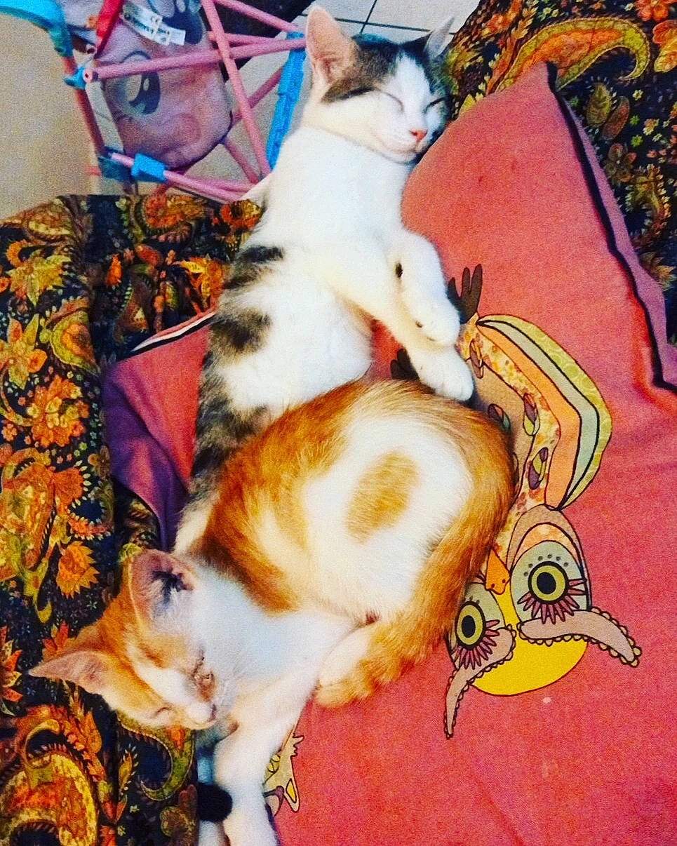 Simba participe au concours pour gagner de l'argent avec cette photo : art, carnivore, cat, comfort, companion_dog, couch, dog_breed, fawn, felidae, fur, linens, paw, room, small_to_medium_sized_cats, sporting_group, tail, textile, toy_dog, visual_arts, whiskers