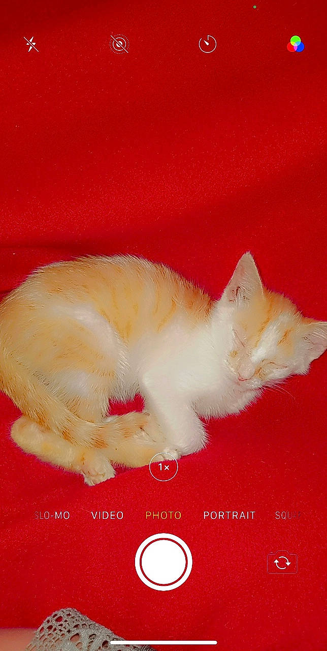 Simba a rejoint le concours — aidez-le/la à gagner de superbes lots ! canidae, carnivore, cat, cat_supply, claw, comfort, domestic_short_haired_cat, fawn, felidae, font, foot, fur, nap, paw, peach, photo_caption, small_to_medium_sized_cats, snout, tail, whiskers